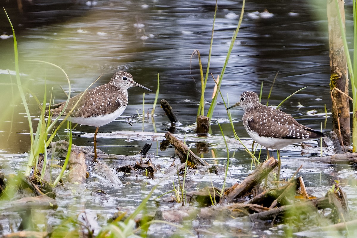 Solitary Sandpiper - Les Peterson