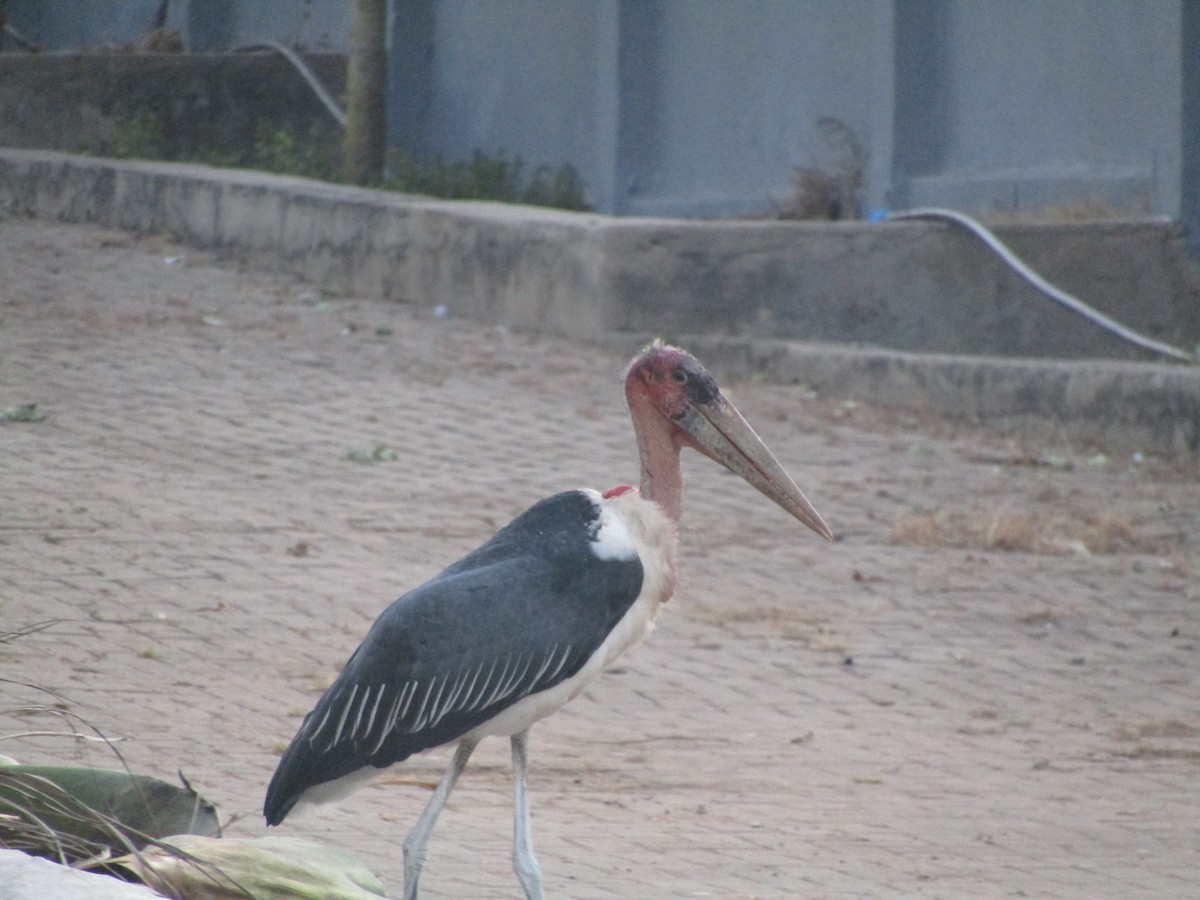 Marabou Stork - Isaac Ennis