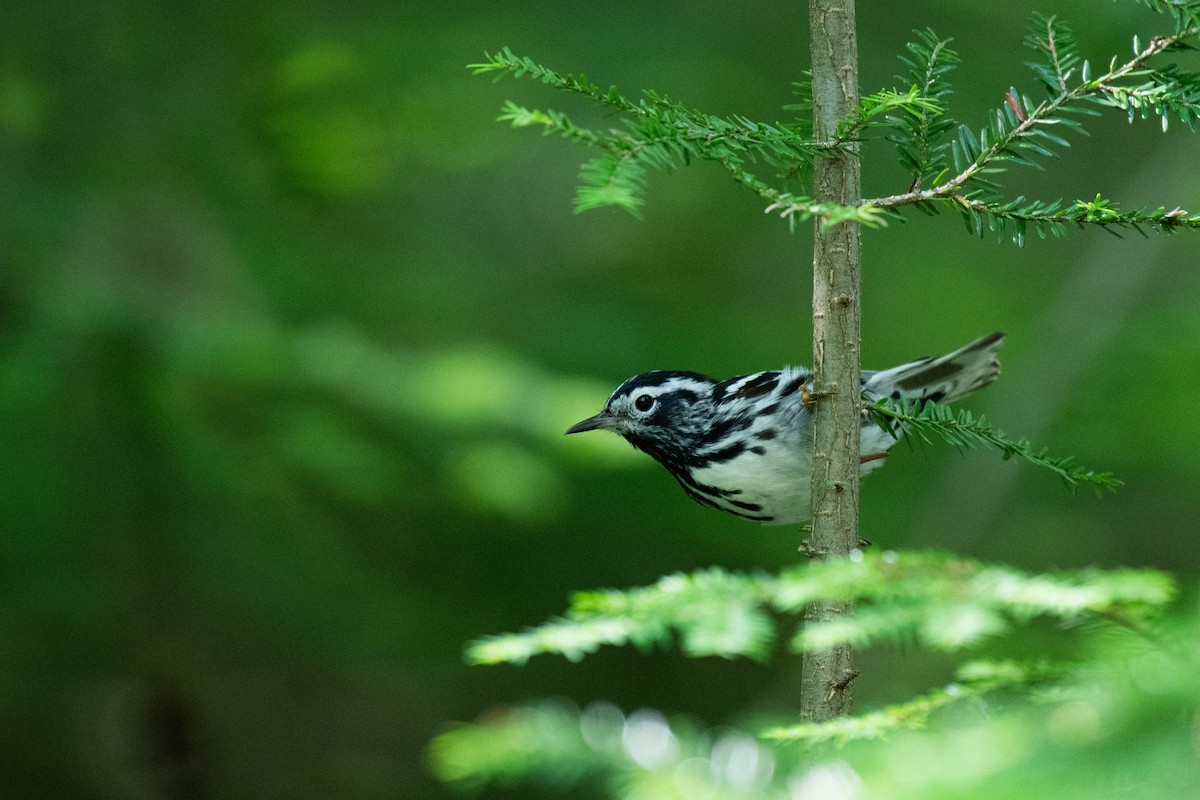 Black-and-white Warbler - ML620710323