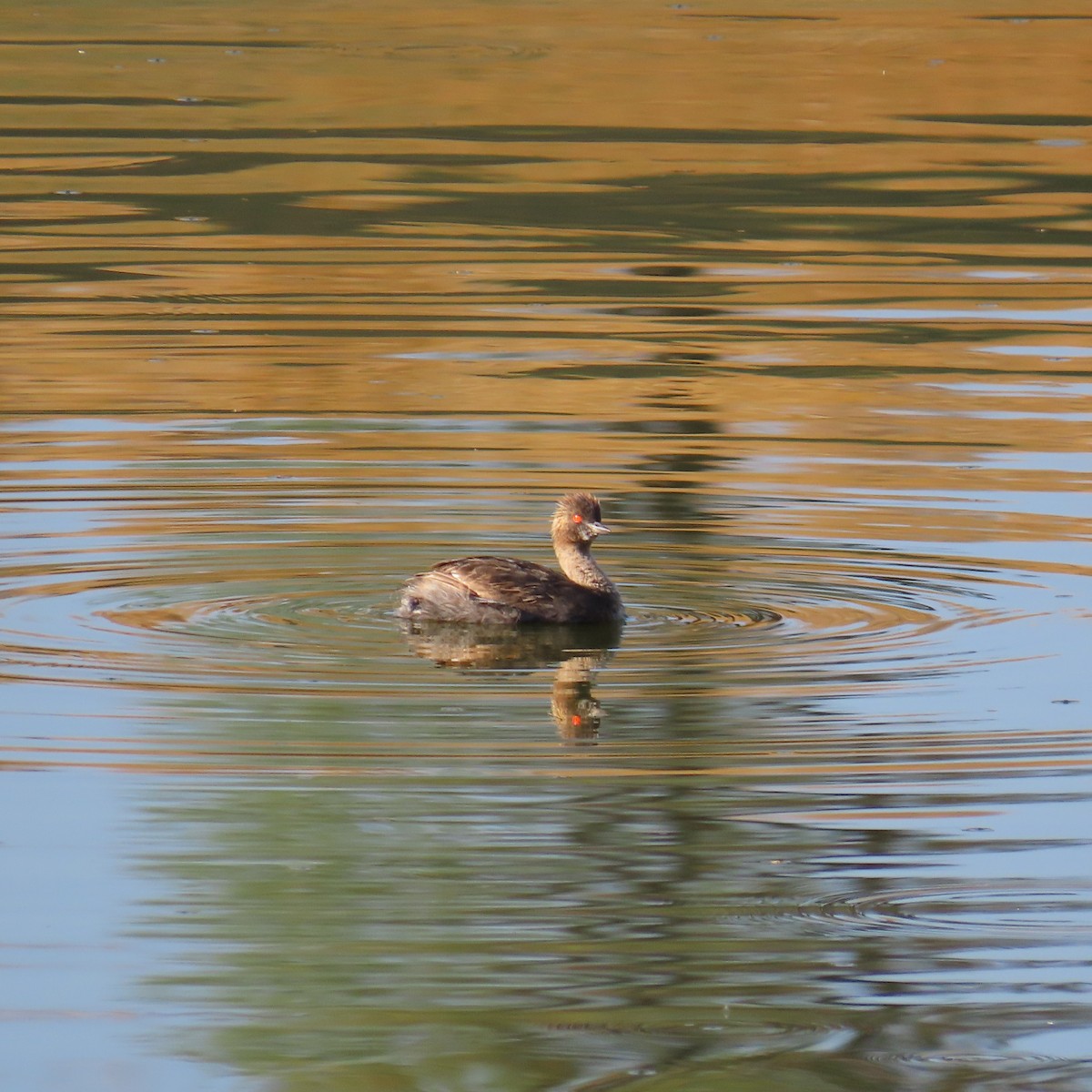 Eared Grebe - ML620710328