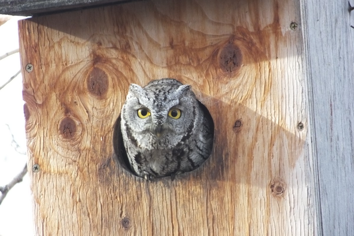 Western Screech-Owl - ML620710332