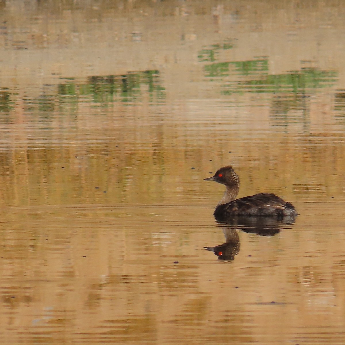 Eared Grebe - ML620710337