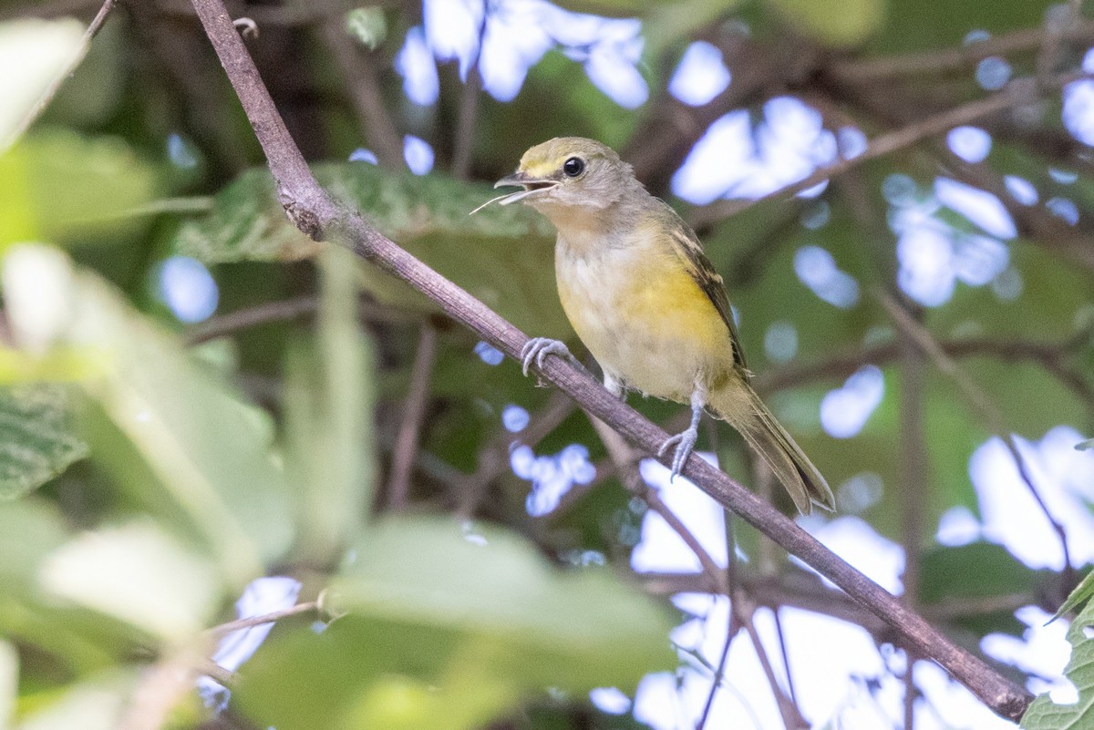 Vireo Ojiblanco - ML620710338