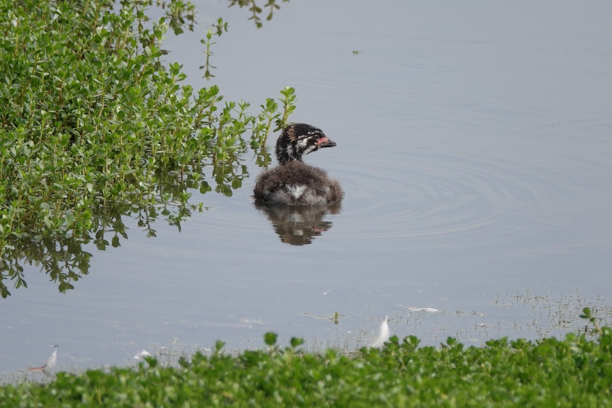 Pied-billed Grebe - ML620710340