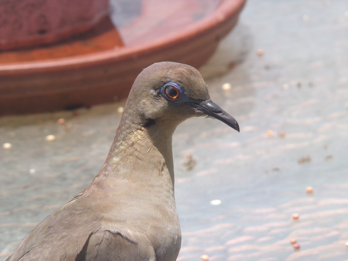 White-winged Dove - ML620710342