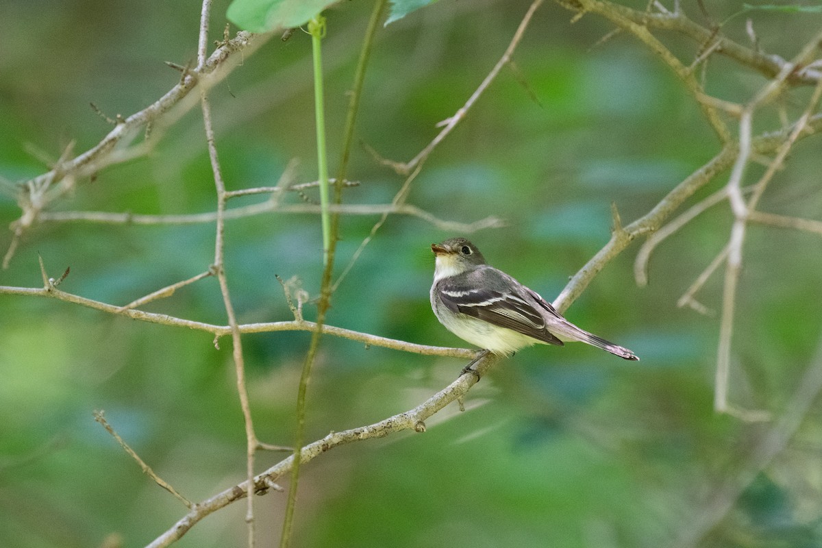 Least Flycatcher - ML620710348