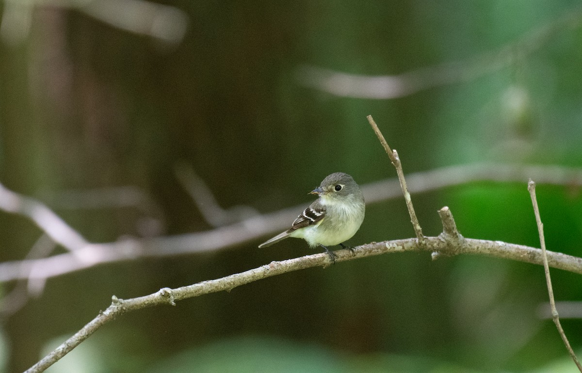 Least Flycatcher - ML620710349