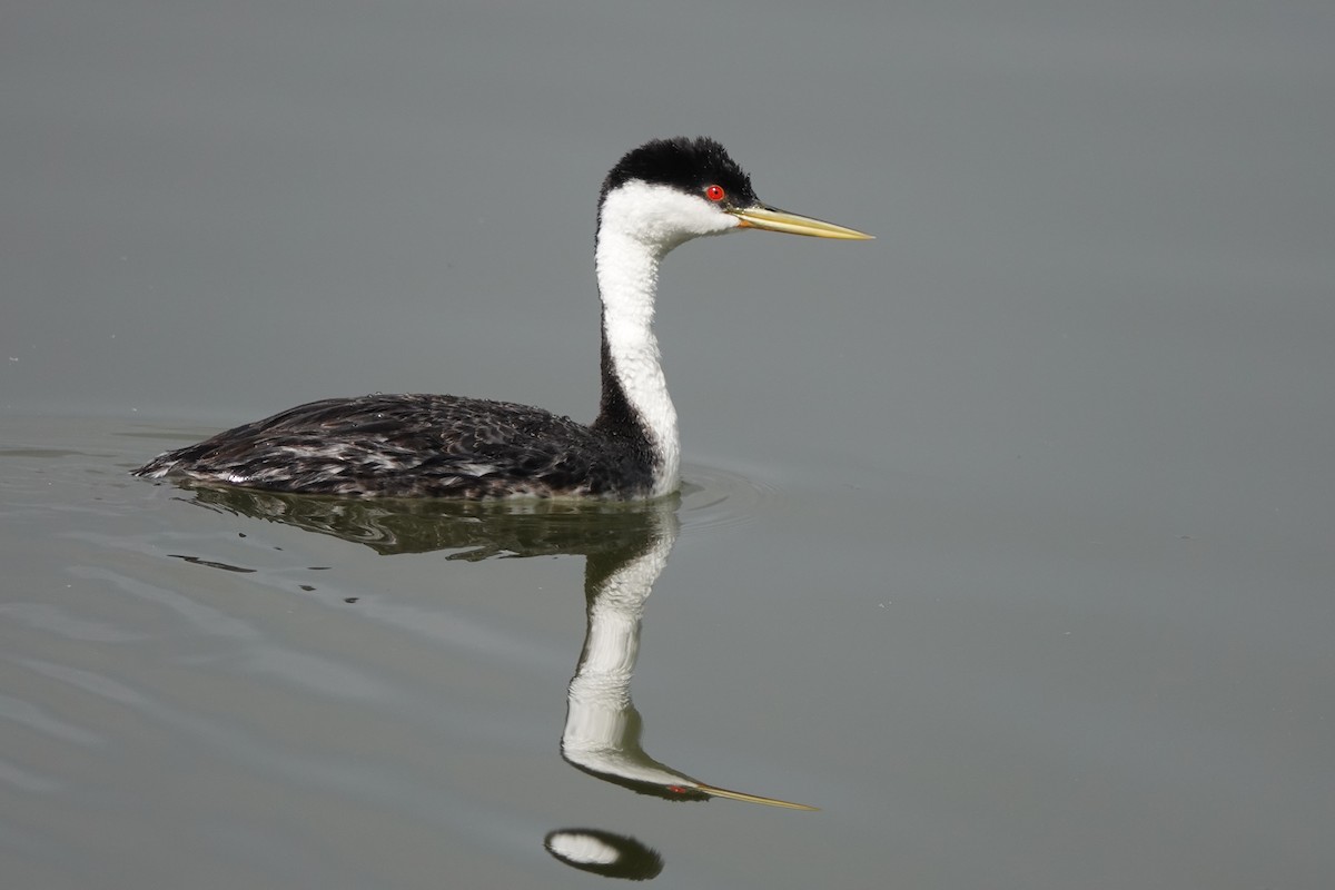 Western Grebe - ML620710350