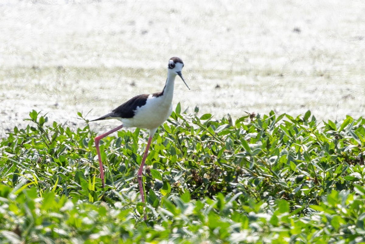 Black-necked Stilt - ML620710351