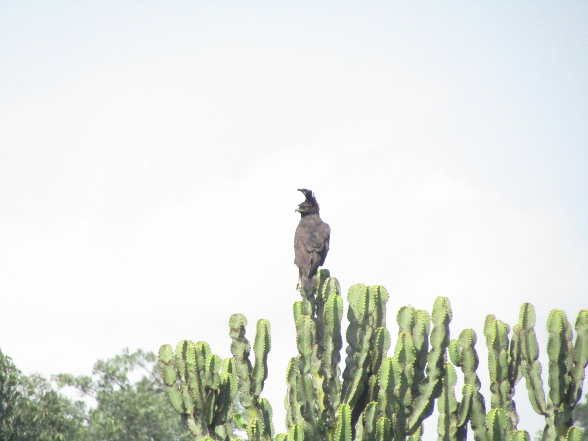 Long-crested Eagle - ML620710352