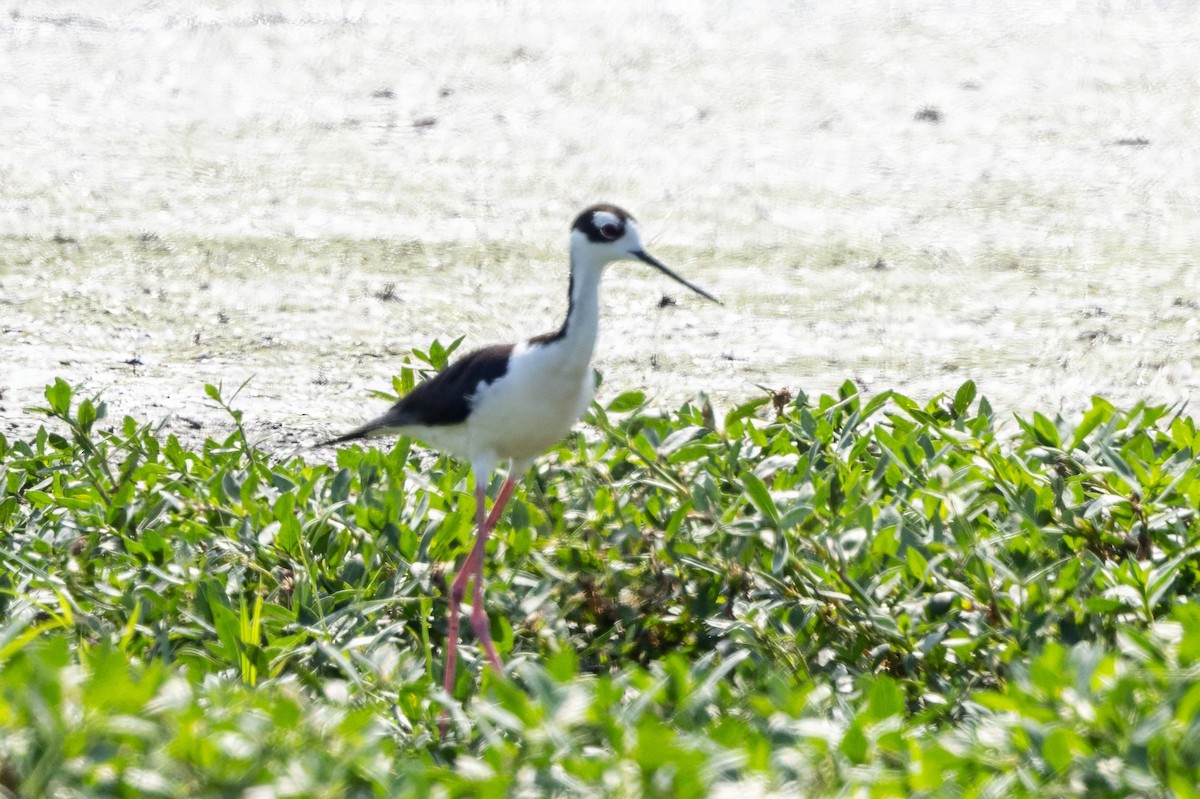 Black-necked Stilt - ML620710353