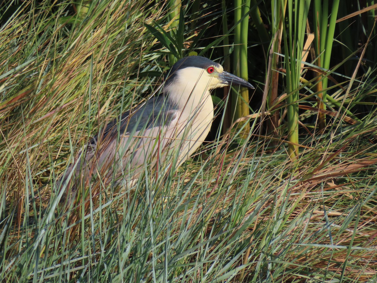 Black-crowned Night Heron - ML620710356