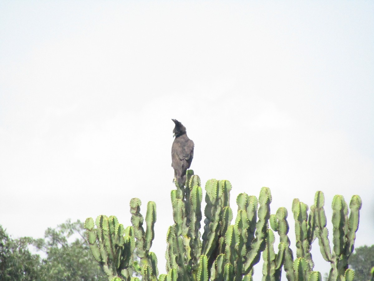 Long-crested Eagle - ML620710357