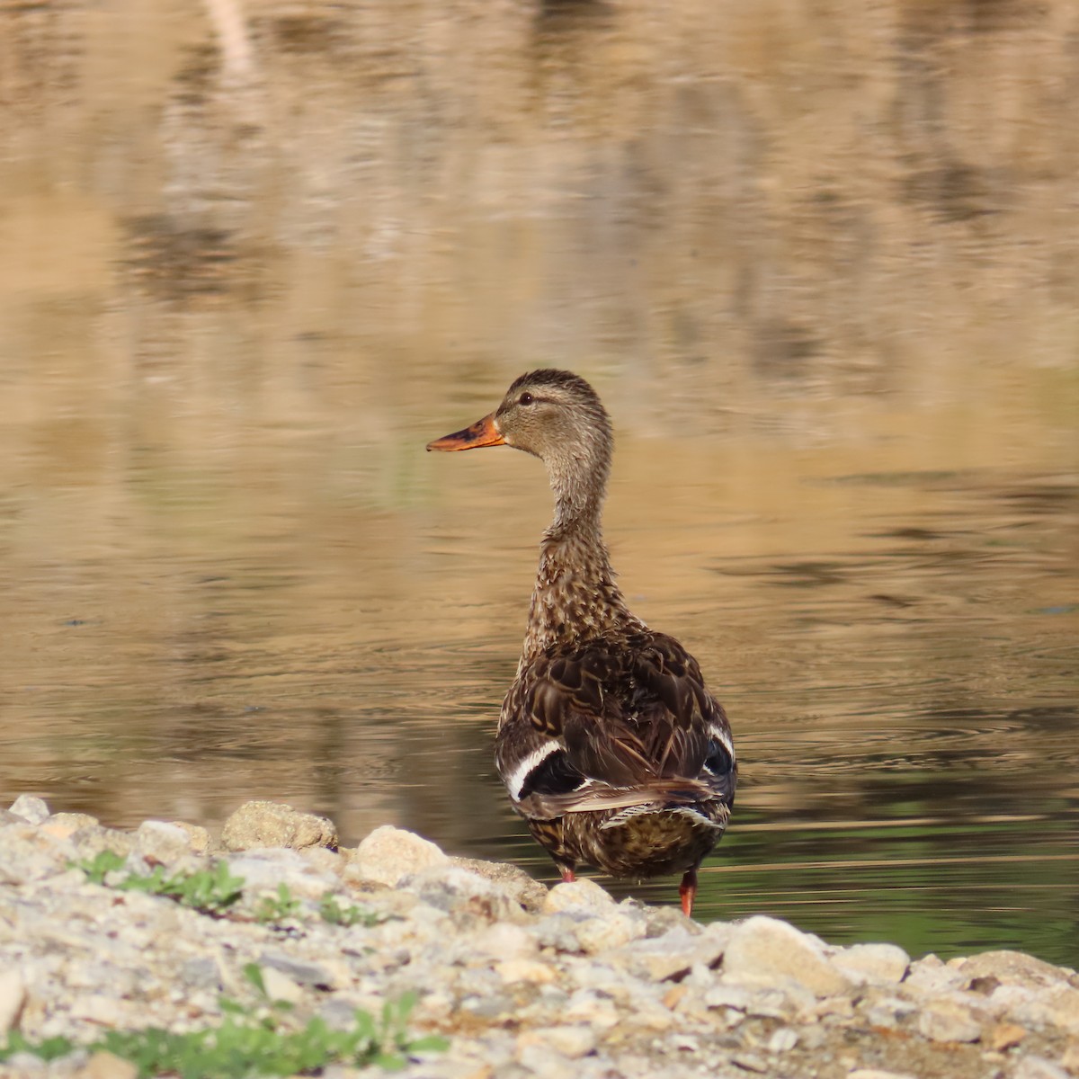 Mallard - ML620710358