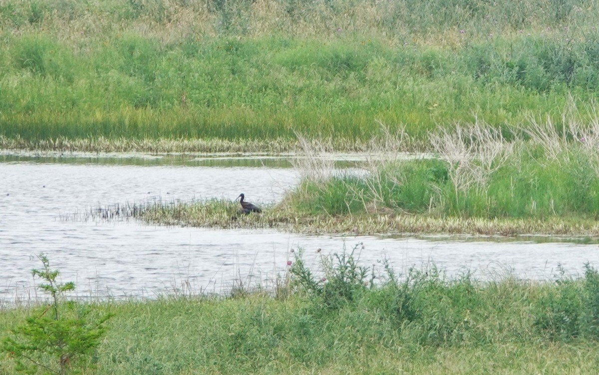 White-faced Ibis - ML620710359