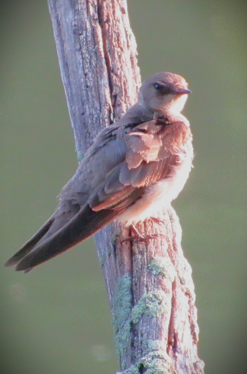 Golondrina Aserrada - ML620710361