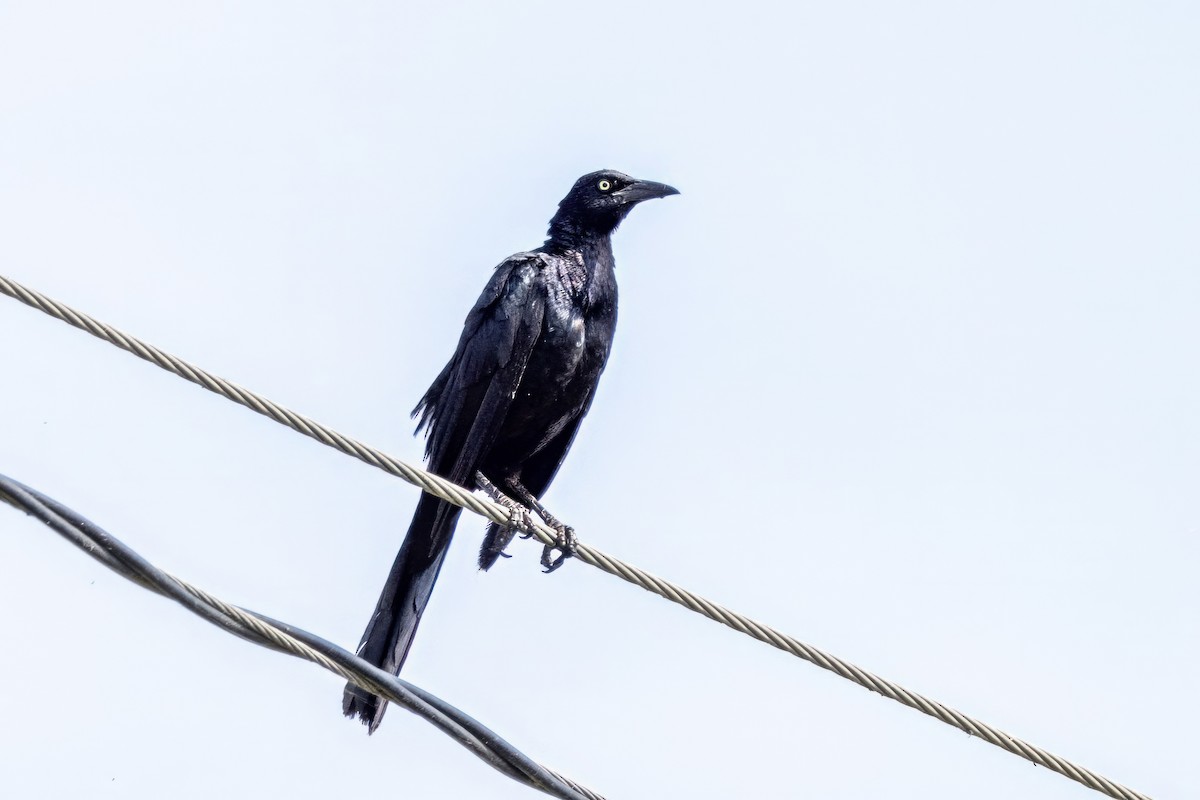 Great-tailed Grackle - ML620710362