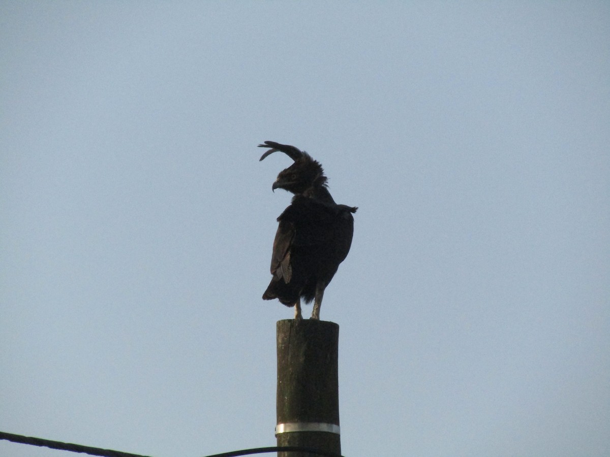 Long-crested Eagle - ML620710364