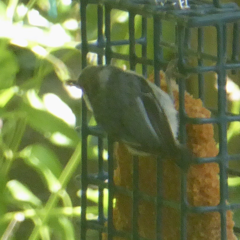 Pygmy Nuthatch - ML620710365