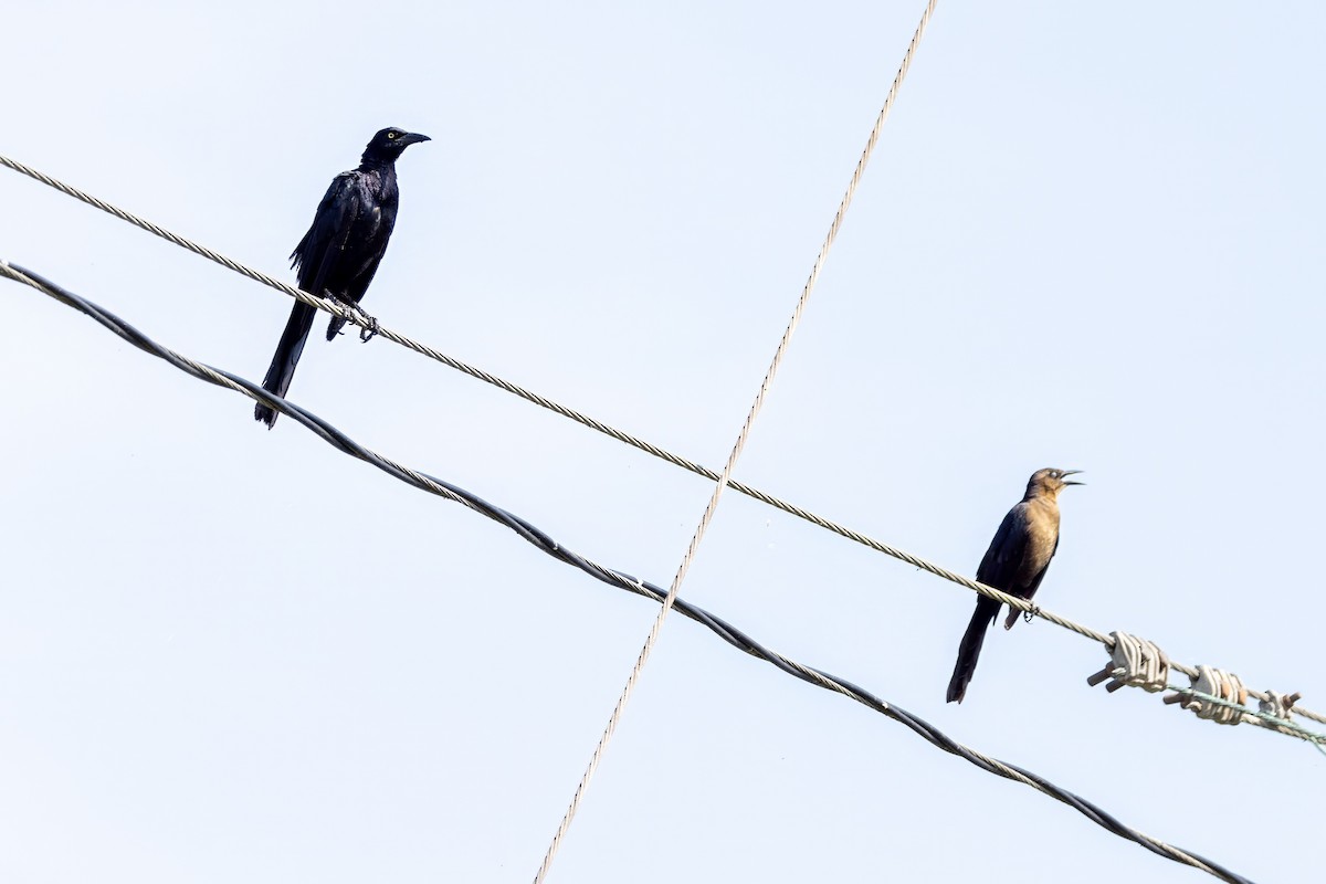 Great-tailed Grackle - ML620710366