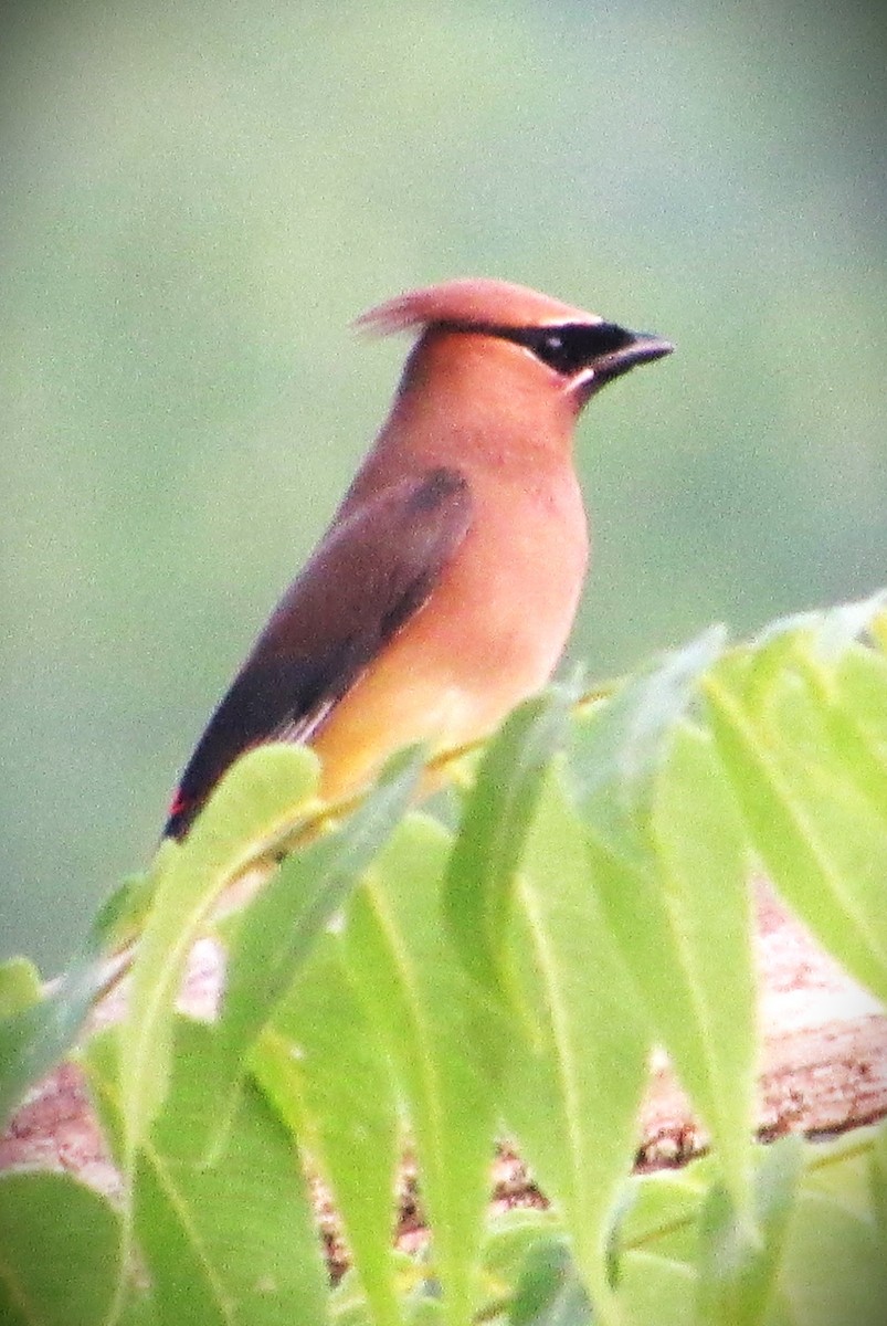 Cedar Waxwing - ML620710370