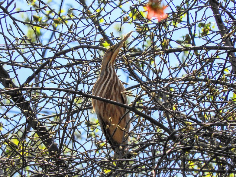 American Bittern - ML620710371