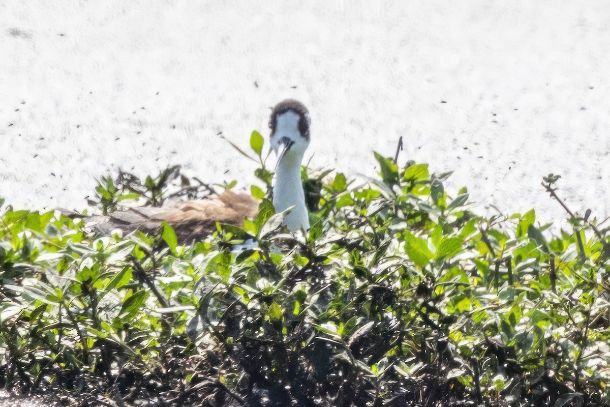 Black-necked Stilt - ML620710372