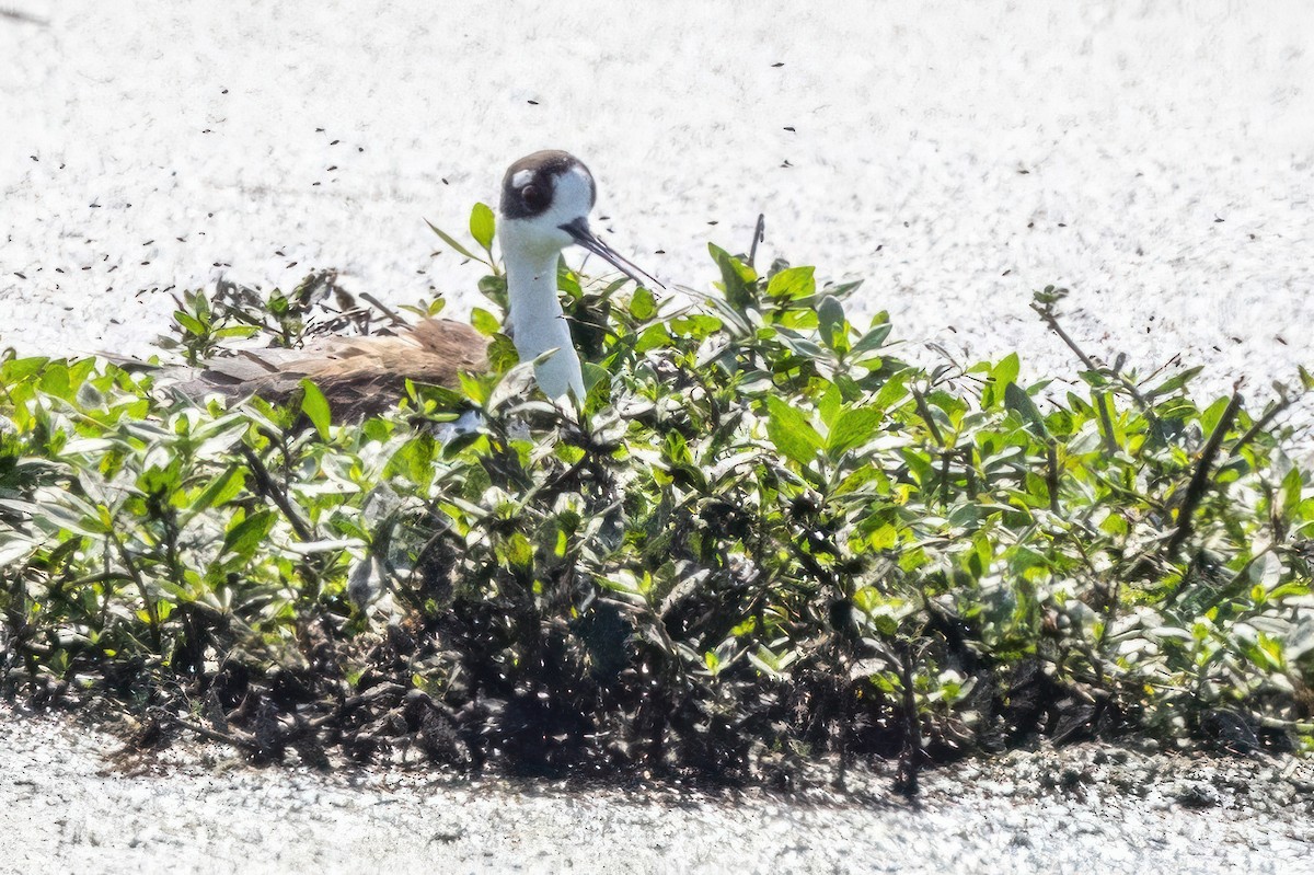 Black-necked Stilt - ML620710374