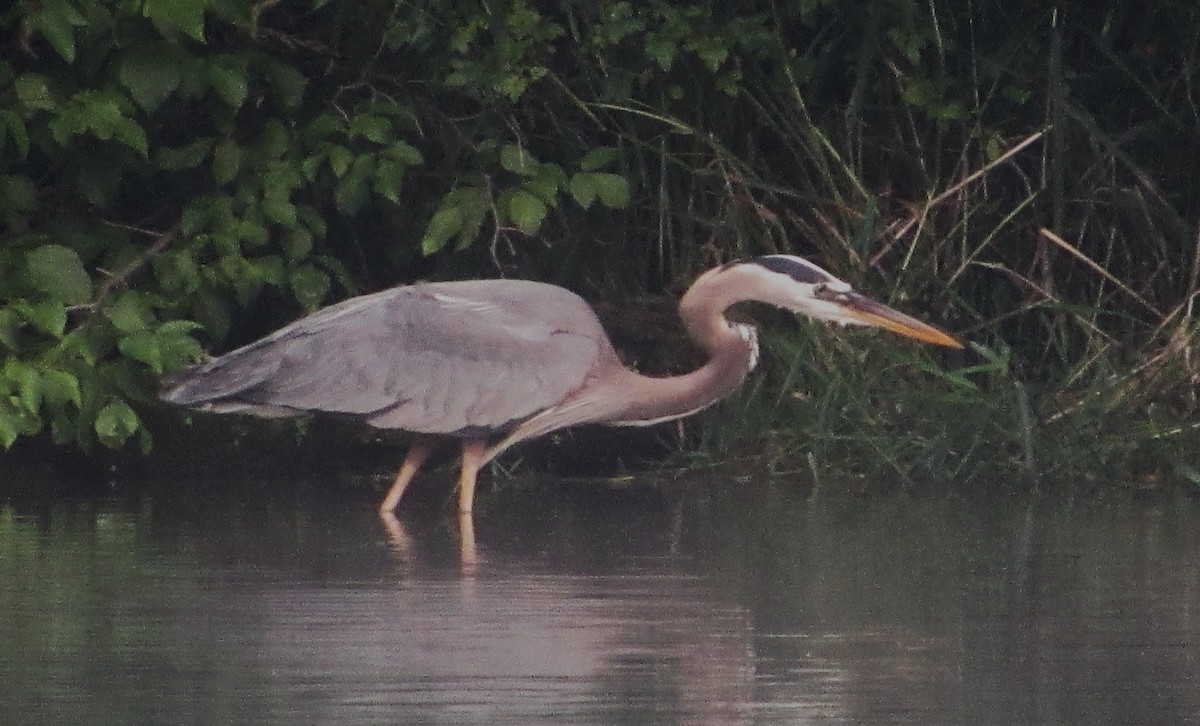 Great Blue Heron - ML620710375