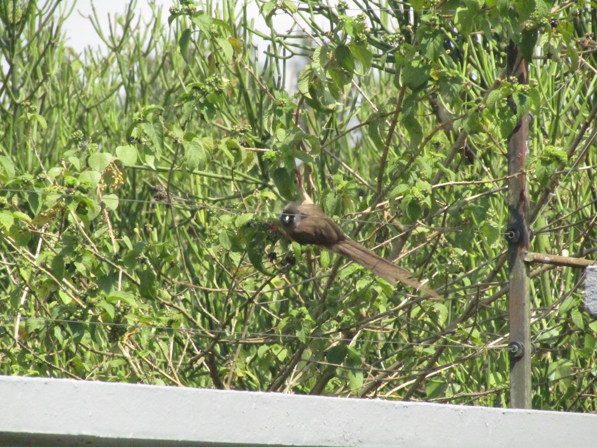 Speckled Mousebird - ML620710376