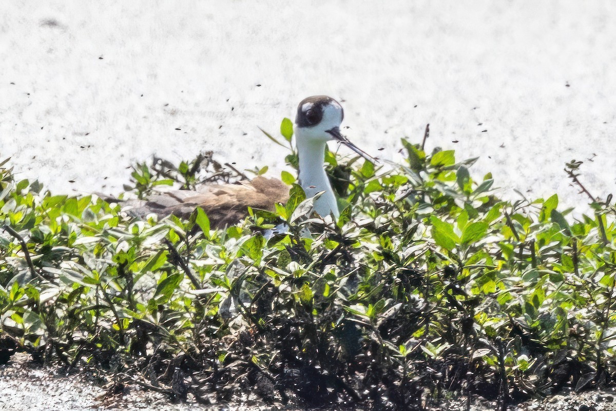 Black-necked Stilt - ML620710377