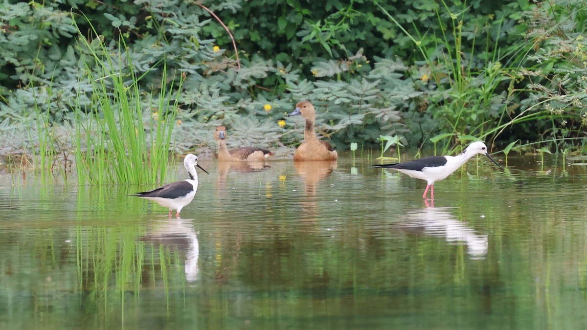 Black-winged Stilt - ML620710378