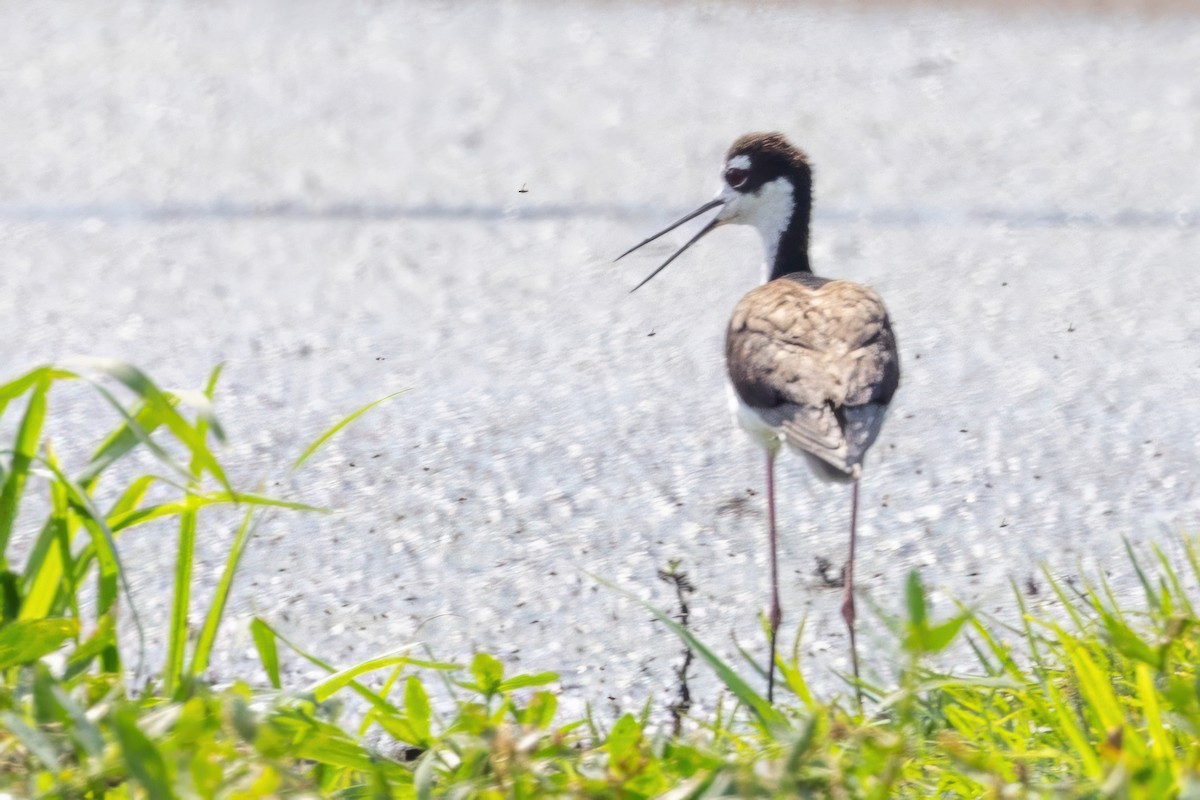 Black-necked Stilt - ML620710379