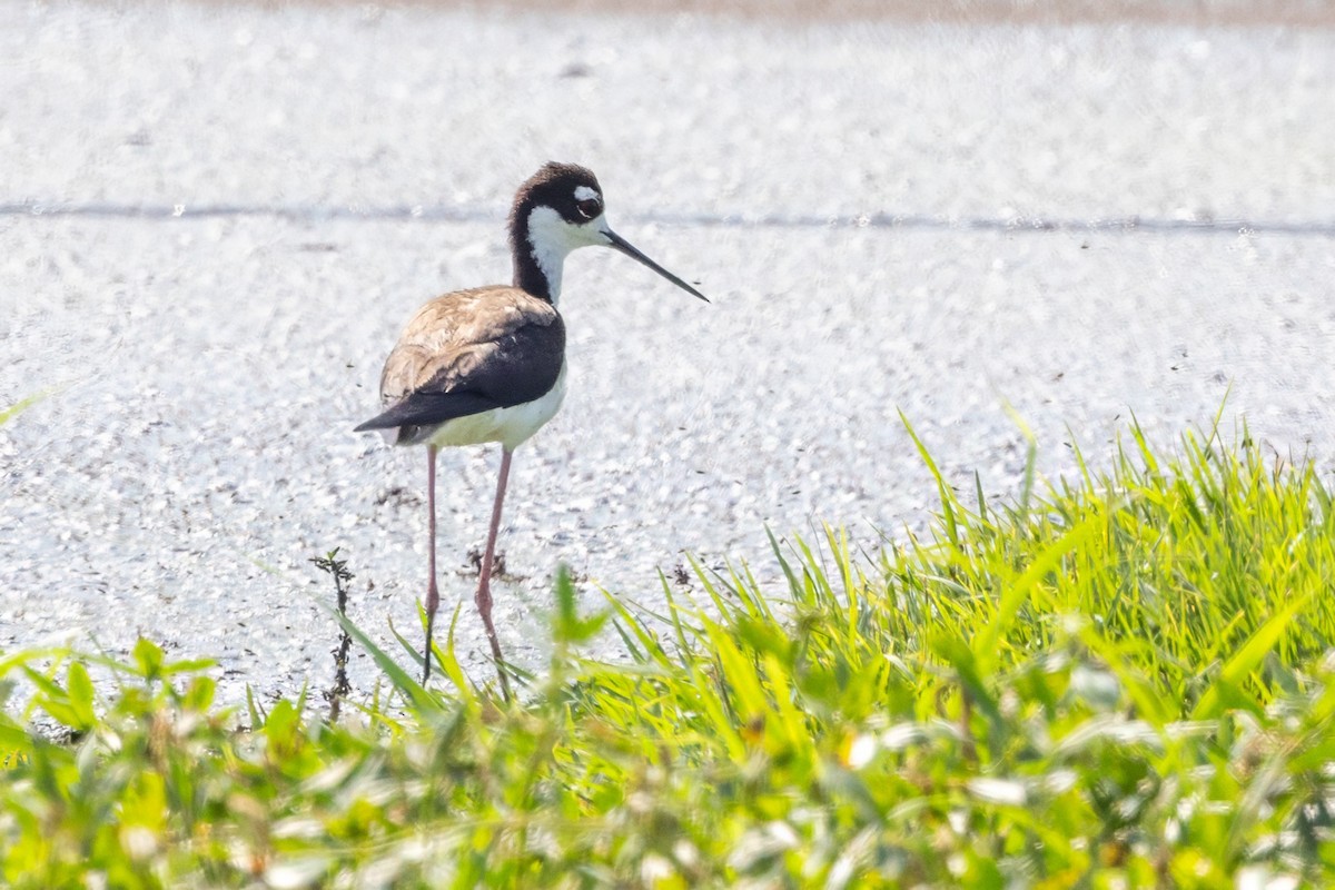 Black-necked Stilt - ML620710380