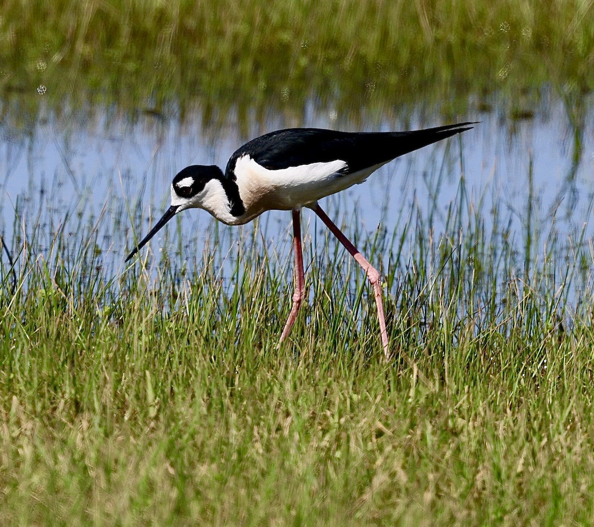 Cigüeñuela Cuellinegra - ML620710381