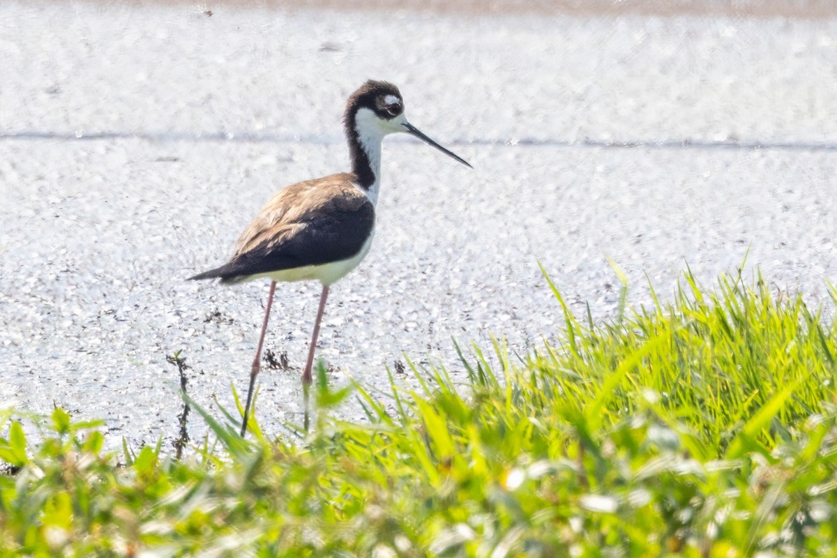 Black-necked Stilt - ML620710382