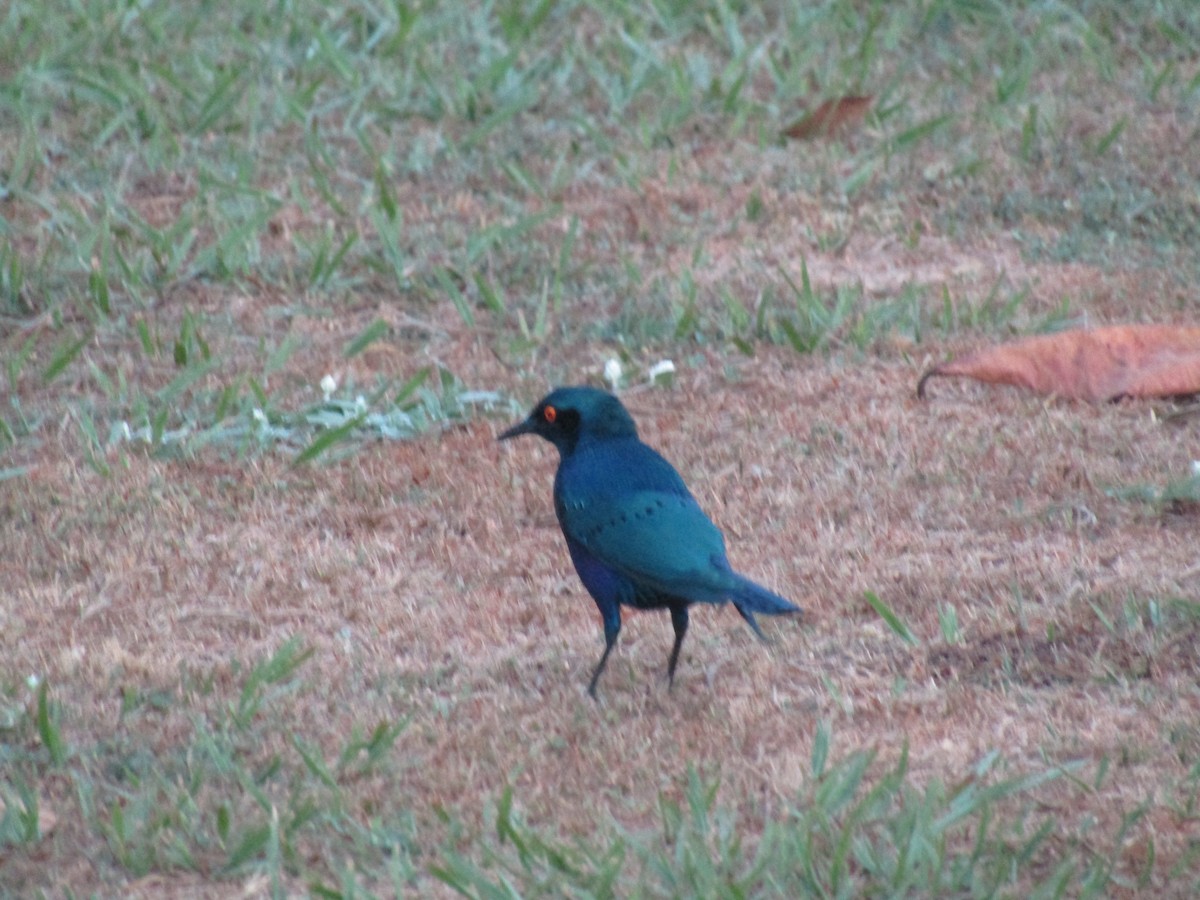 Bronze-tailed Starling - ML620710383