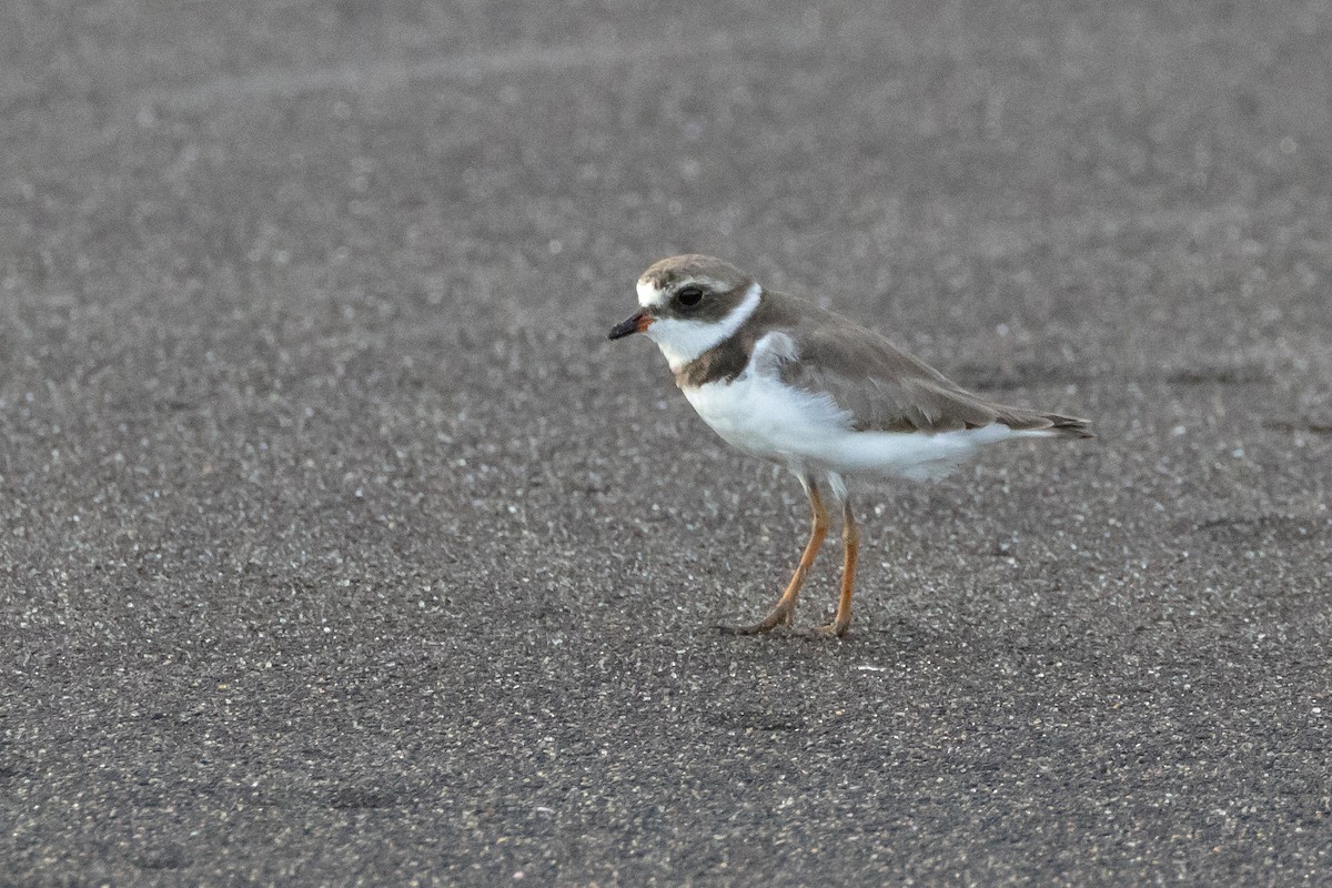 Semipalmated Plover - ML620710384
