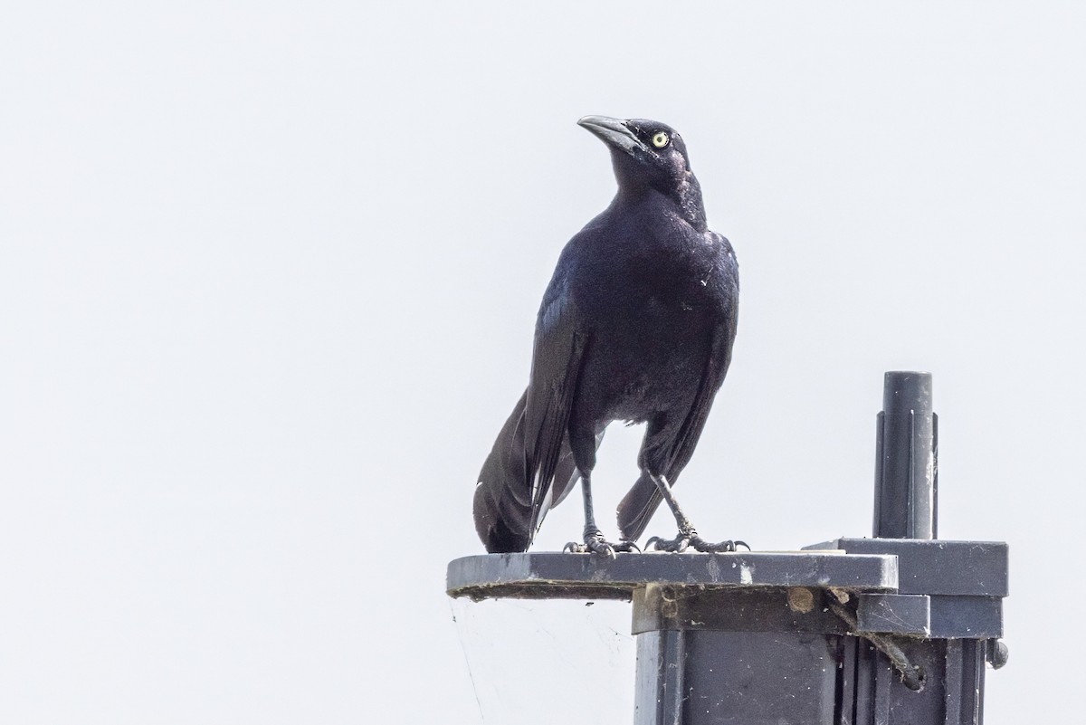 Great-tailed Grackle - ML620710393