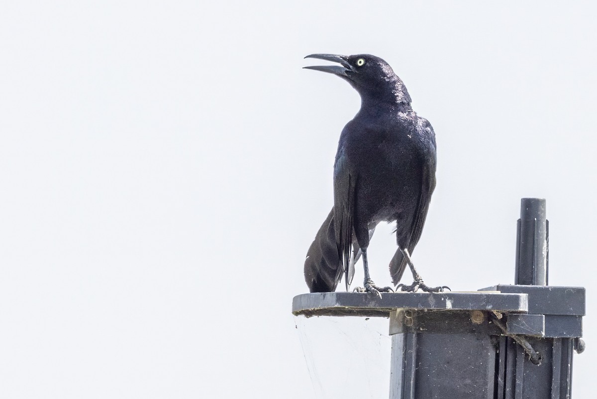 Great-tailed Grackle - ML620710394