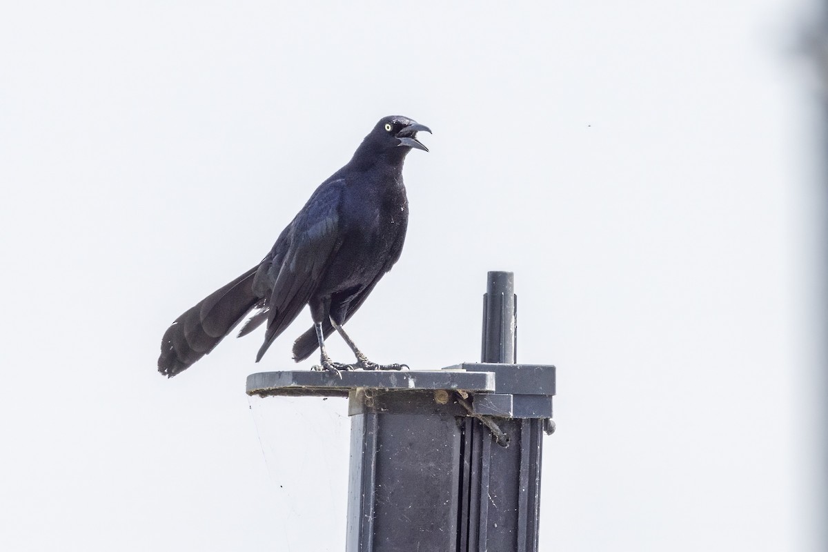 Great-tailed Grackle - ML620710395