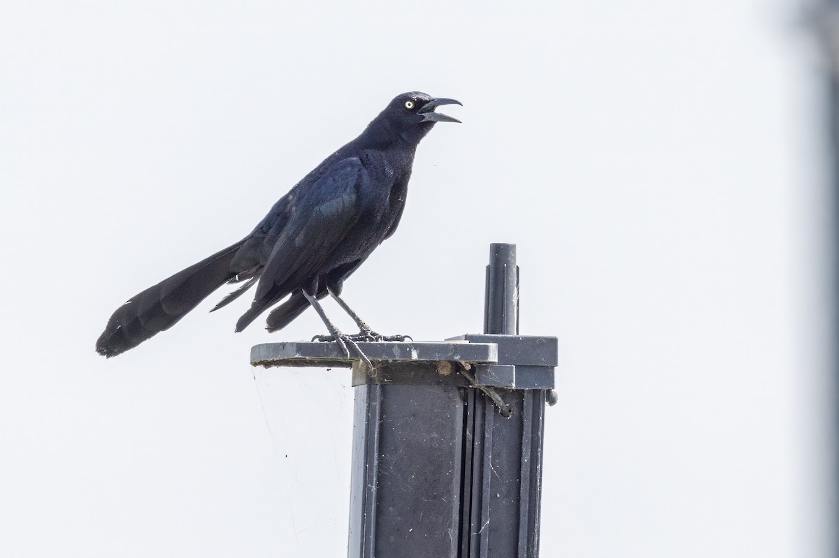 Great-tailed Grackle - ML620710397