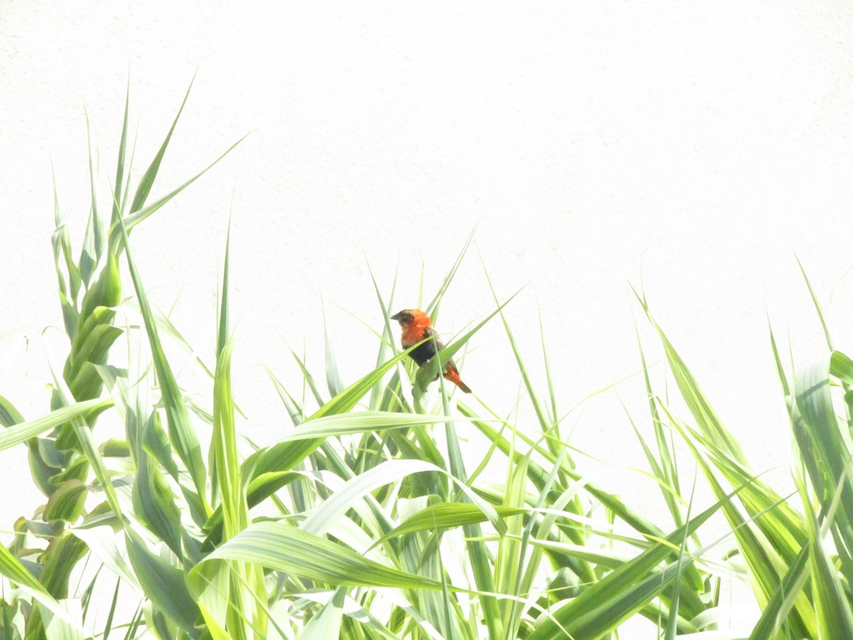 Black-winged Bishop - ML620710398