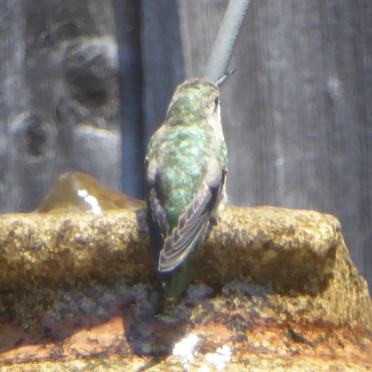 Anna's Hummingbird - ML620710405