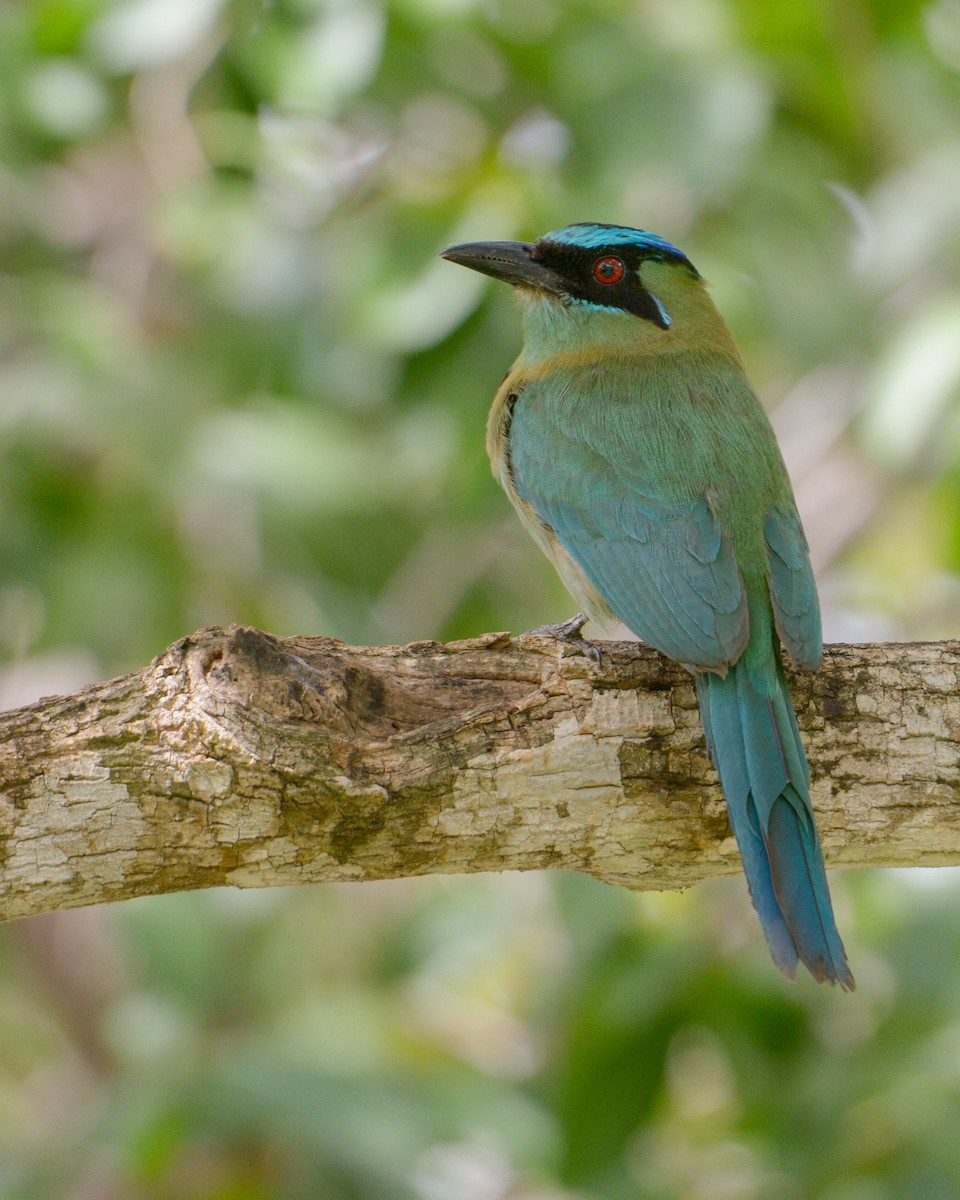 Motmot de Lesson - ML620710406