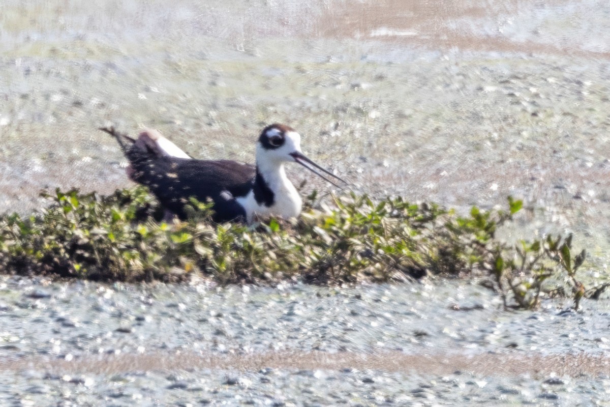 Cigüeñuela Cuellinegra - ML620710407