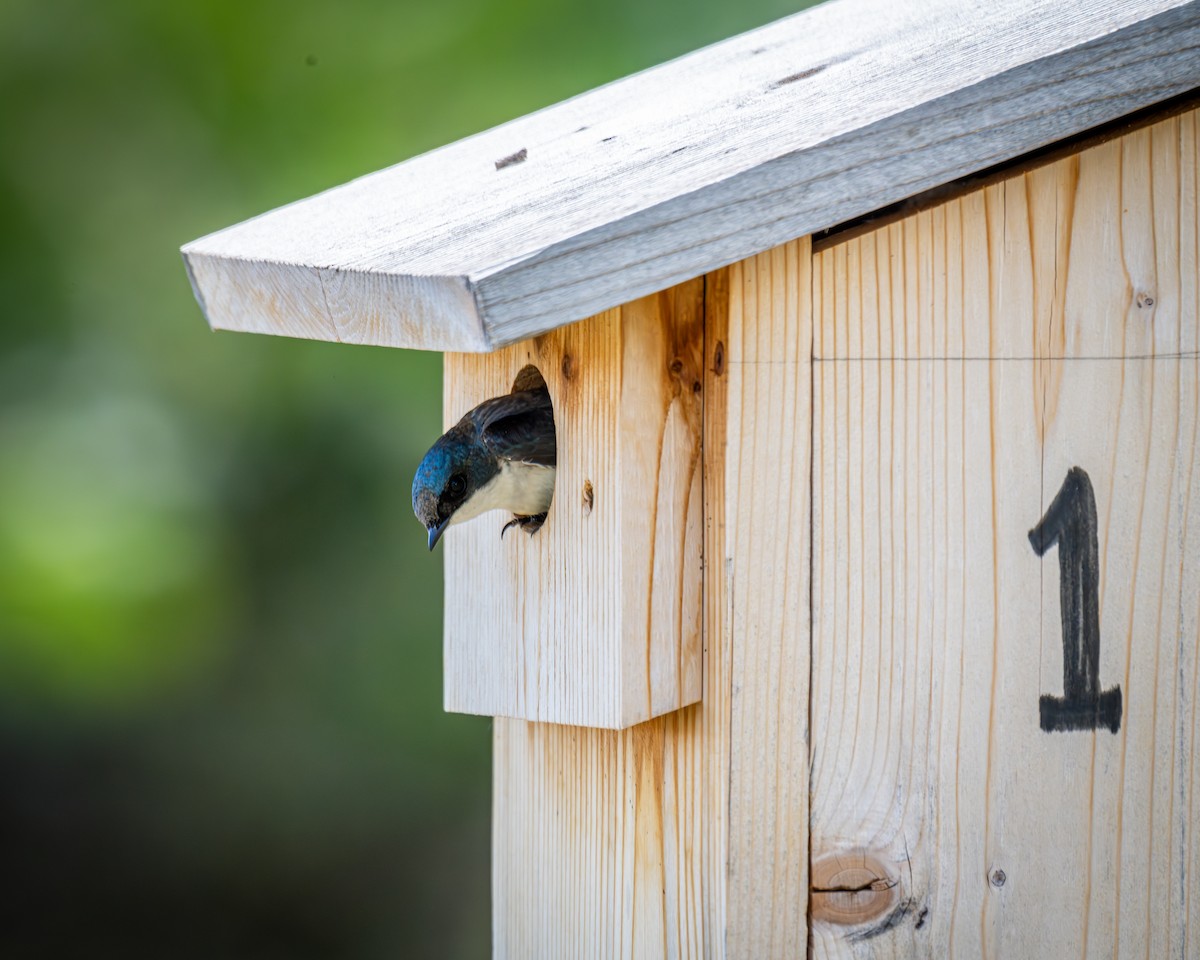 Tree Swallow - ML620710411