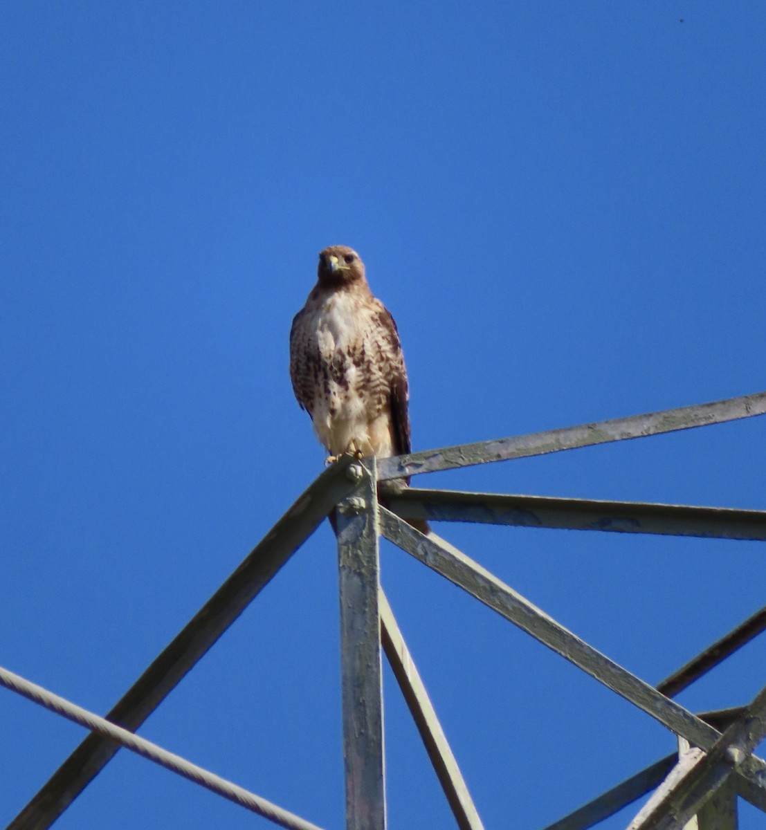 Red-tailed Hawk - ML620710412