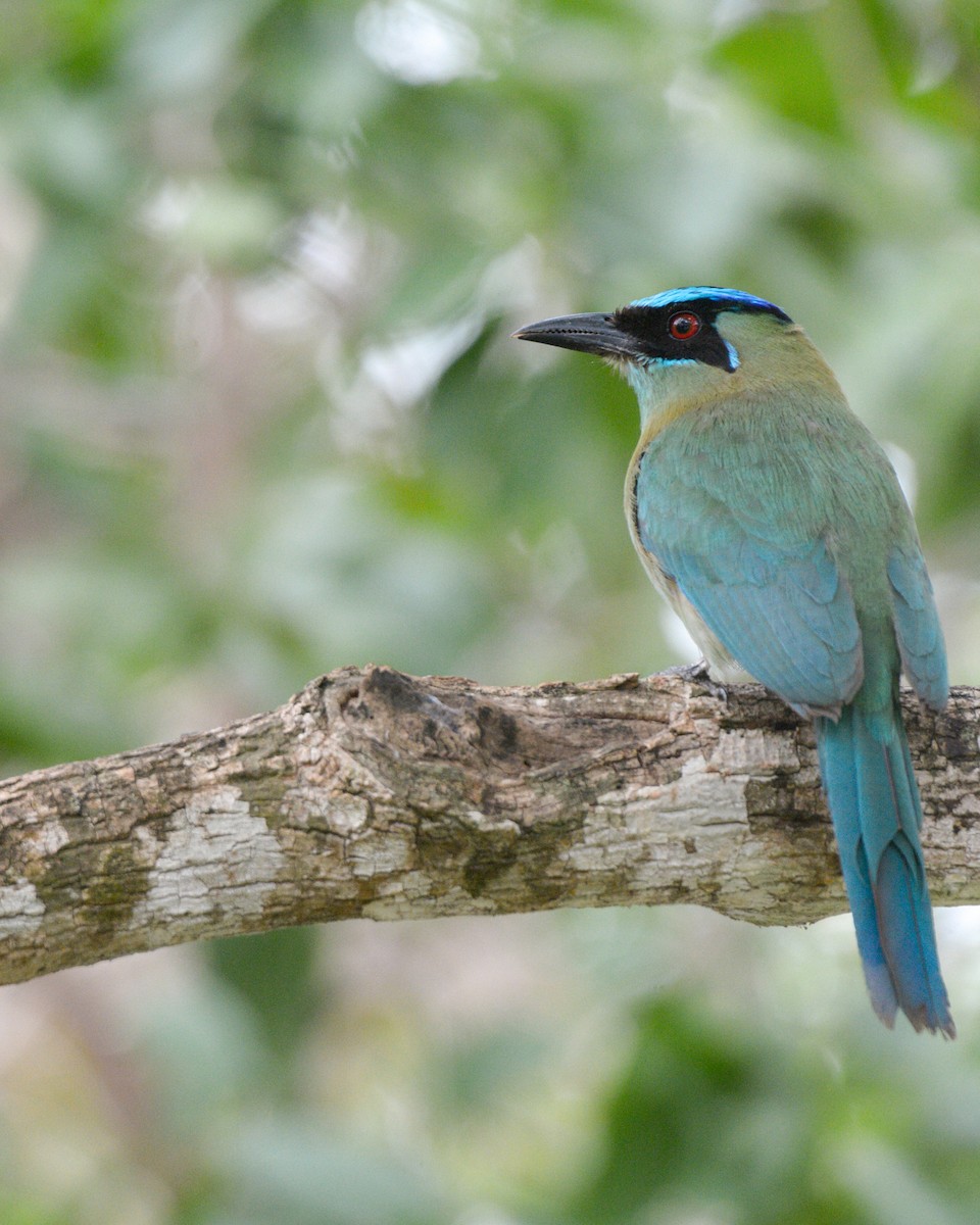 Lesson's Motmot - ML620710415