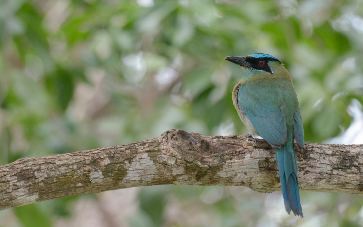 Lesson's Motmot - ML620710416